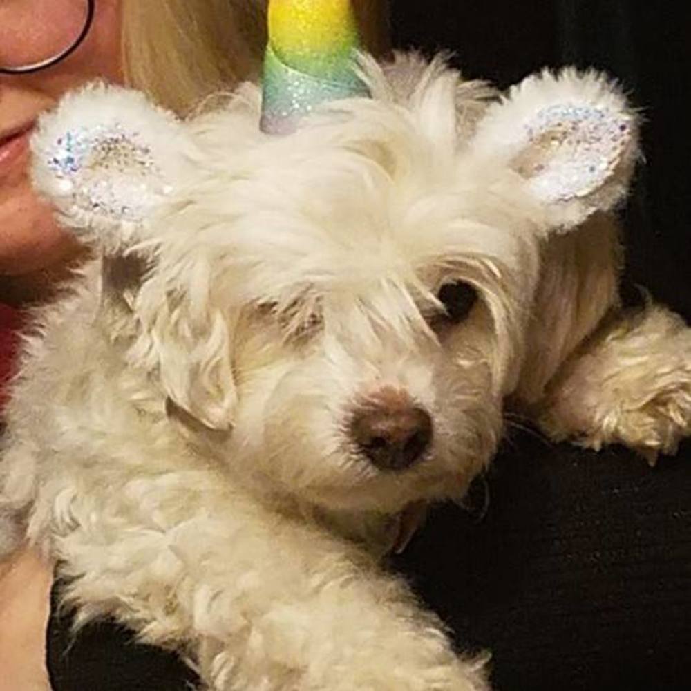 Meet your Posher, Kelley